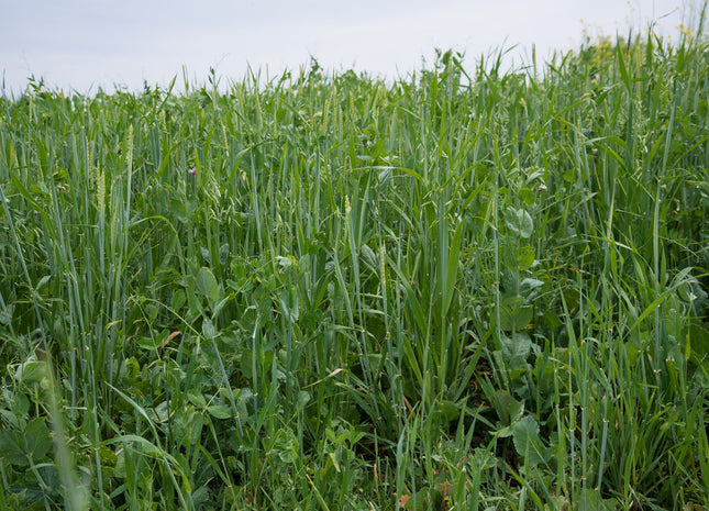 Spring Cattle Builder