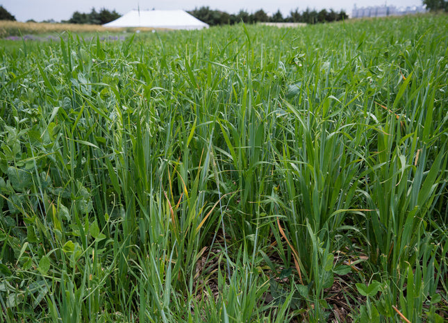 Spring Trio (Oats/Peas/Barley)