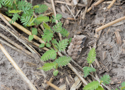 Aeschynomene (American Joint Vetch)