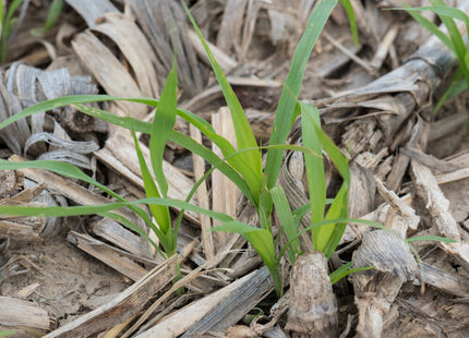 Pearl Millet (Green Giant Hybrid)