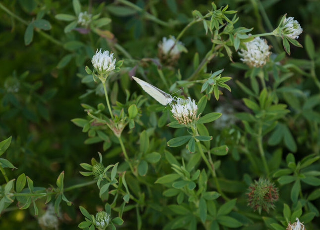 Berseem Clover (Balady) - OMRI Inoculated