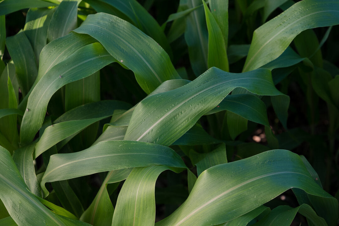 Sorghum Sudan (506x51 BMR Dwarf) – Green Cover