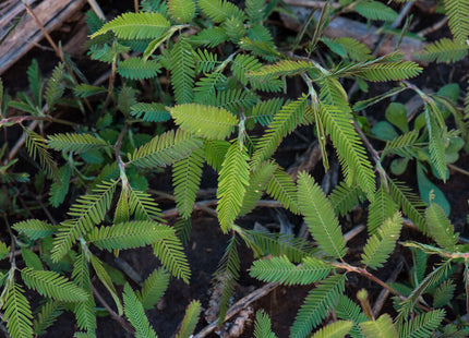 Aeschynomene (American Joint Vetch)