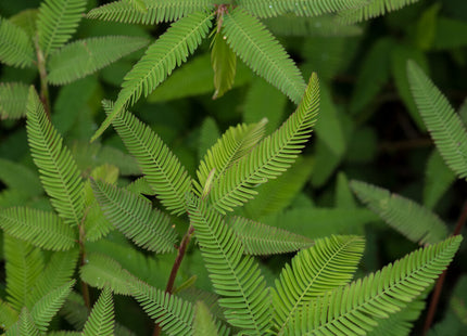 Aeschynomene (American Joint Vetch)