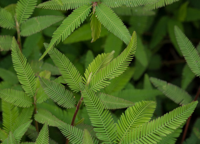 Aeschynomene (American Joint Vetch)