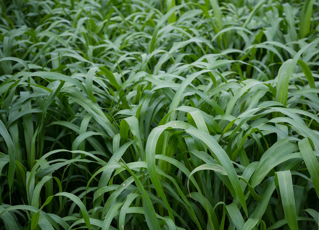 Pearl Millet (Exceed BMR)