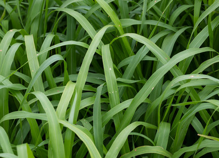 Pearl Millet (Green Giant Hybrid)