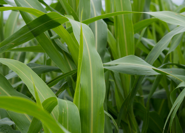 Forage Sorghum (Sweet Cane Max MS)