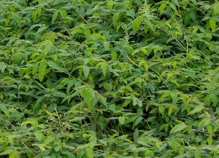 Aeschynomene (American Joint Vetch)