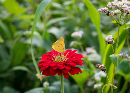 Honeybee and Pollinator Production