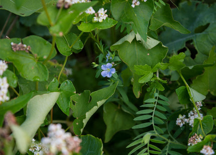 Honeybee and Pollinator Production