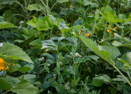 Milpa Garden Warm Season