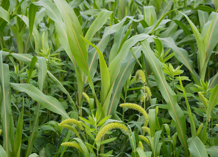 Summer Nitrogen Fixer