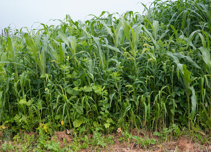 Summer Nitrogen Fixer