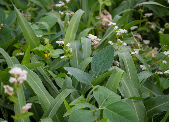 Super Summer Release