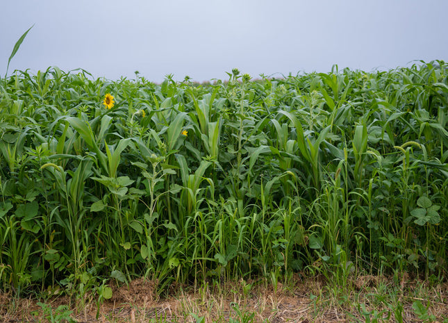 Warm Season Sheep/Goat Grazing Mix