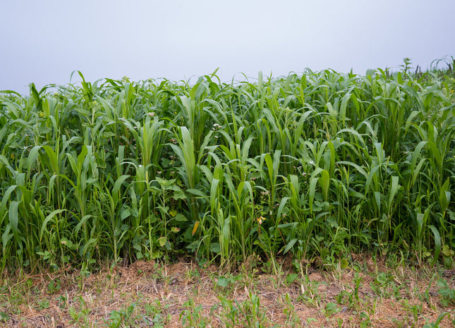 Warm Season Grazing Mix