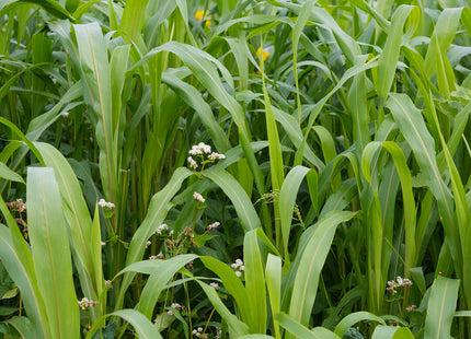 Warm Season Grazing Mix