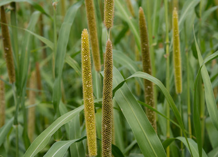 Pearl Millet (Green Giant Hybrid)