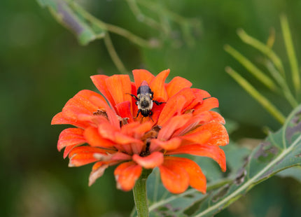 Honeybee and Pollinator Production