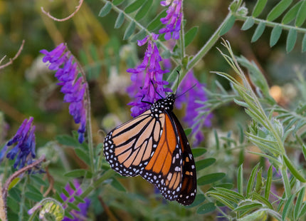 Honeybee and Pollinator Production