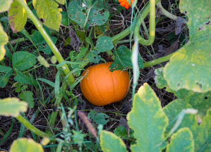 Milpa Garden Warm Season