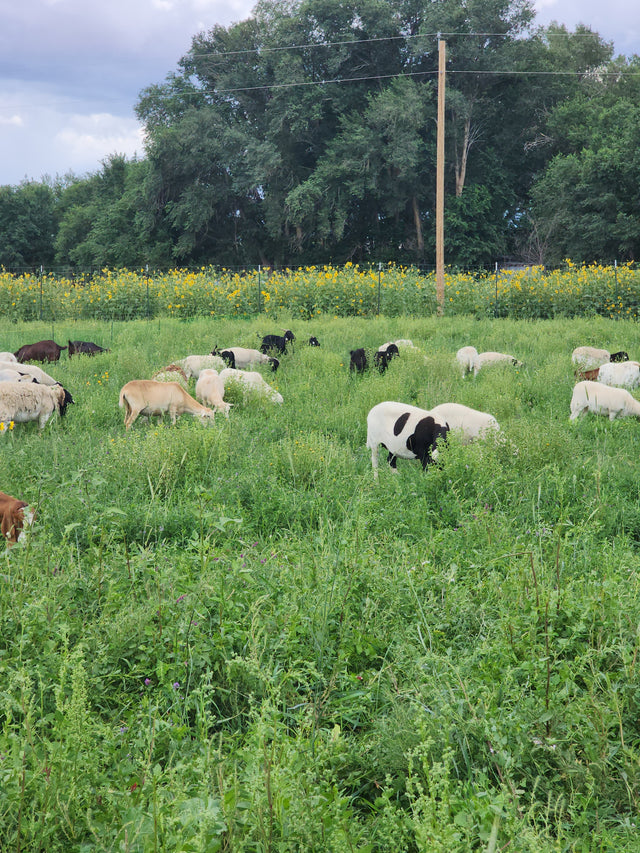 Graze Your Livestock