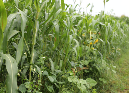 Warm Season Soil Builder