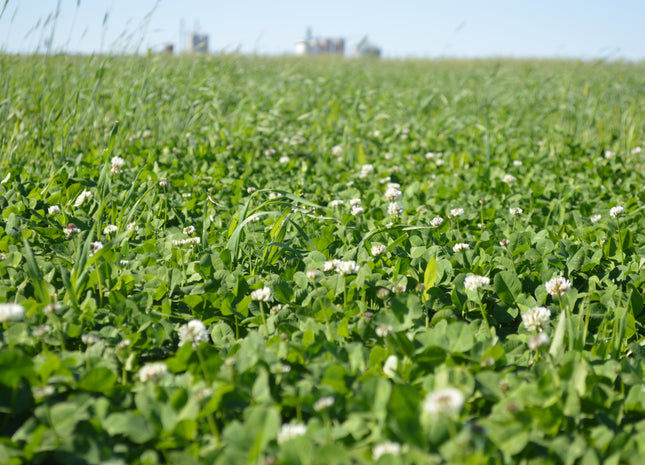 White Clover (Stamina Intermediate) - OMRI Inoculated