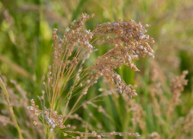 Proso Millet (White)