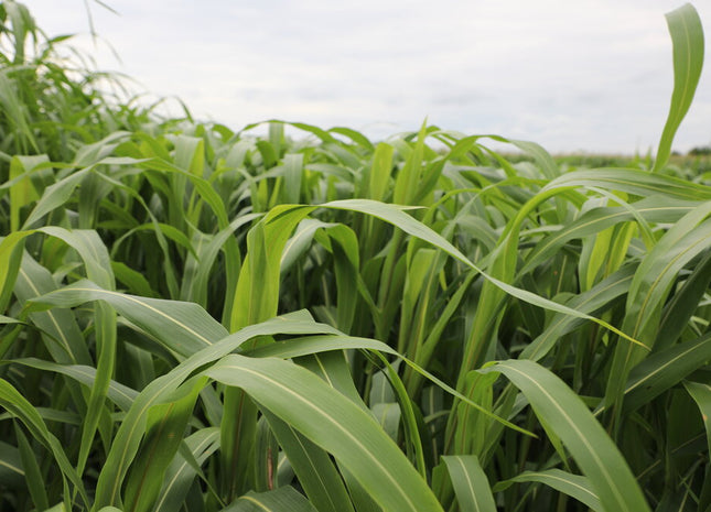 Sorghum Sudan (XtraGraze BMR)