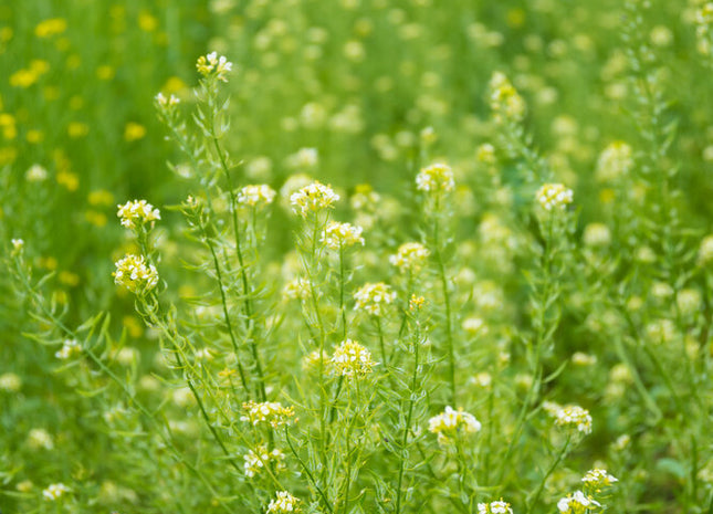 White Mustard (White Gold)