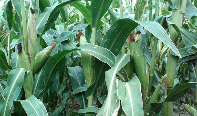 Grazing Corn (Solargraze BMR)