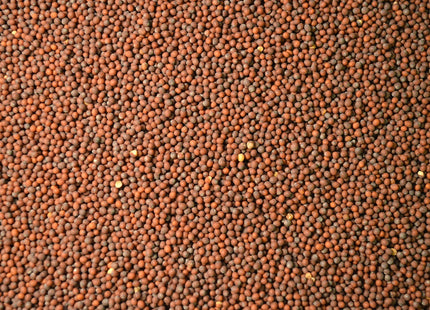 Brown Mustard (Variety Not Stated)