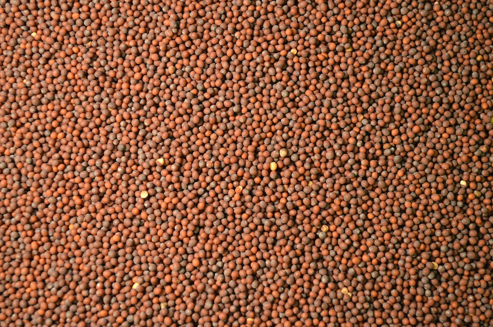 Brown Mustard (Variety Not Stated)