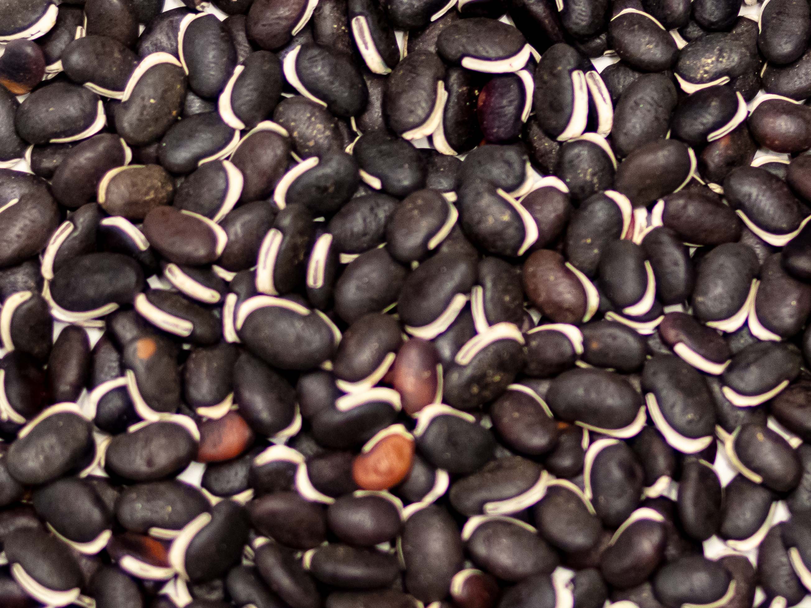 Lab Lab (Highworth) – Green Cover