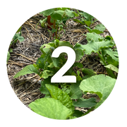 Plant your seed and naturally improve your soil