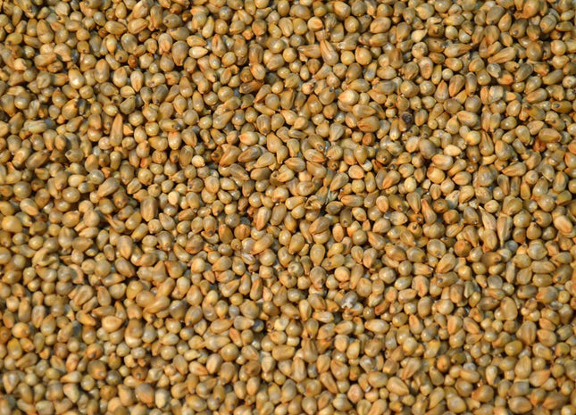 Pearl Millet (Exceed BMR)