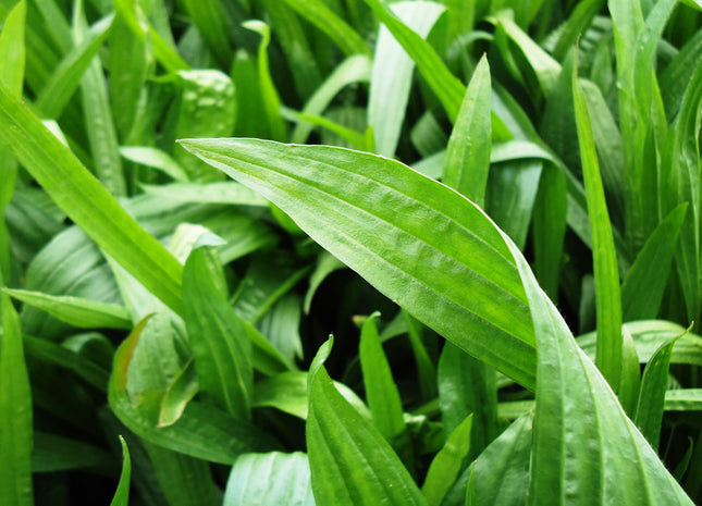 Plantain (Boston)