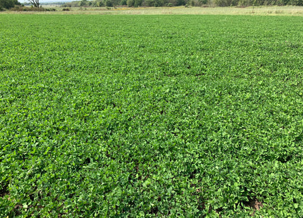 Red Clover (Medium) - OMRI Inoculated