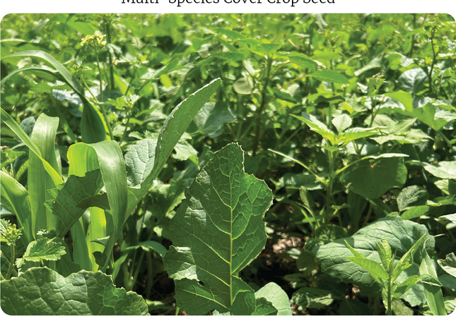 Warm Season Soil Builder