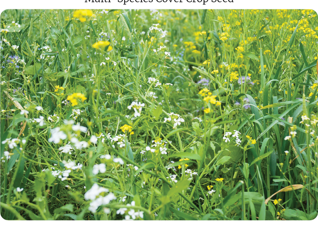 Cool Season Pollinator