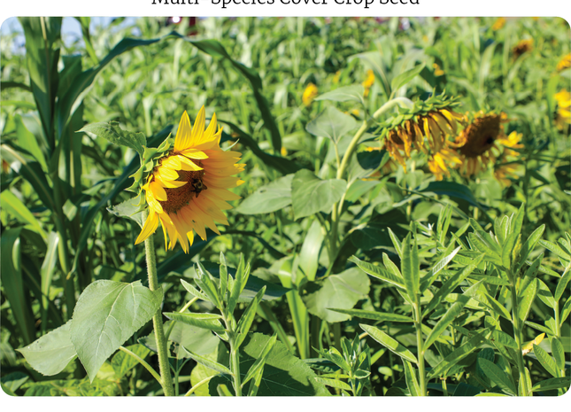 Warm Season Pollinator