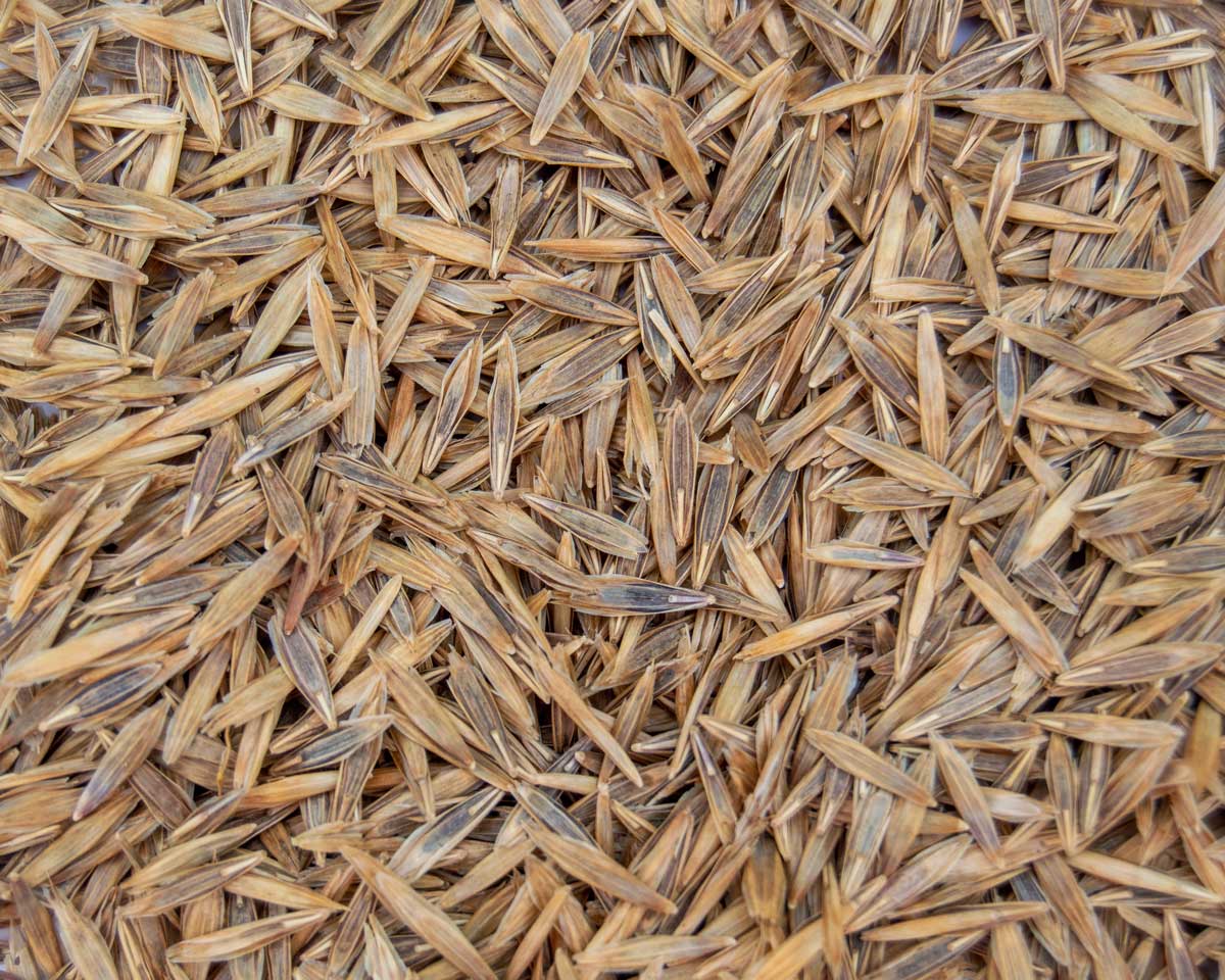 Smooth Bromegrass