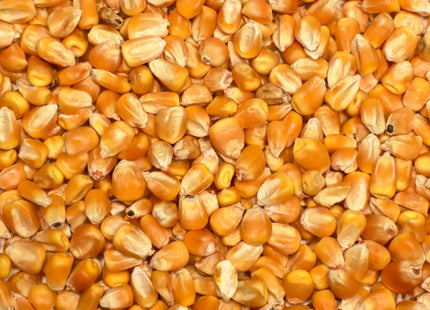 Grazing Corn (Solargraze BMR)