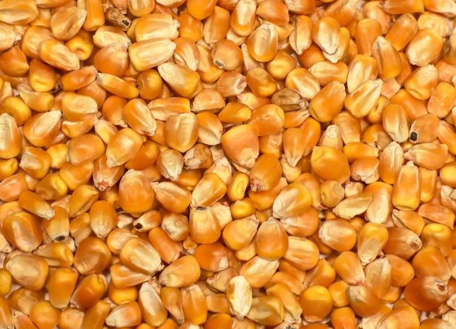 Grazing Corn (Solargraze BMR)