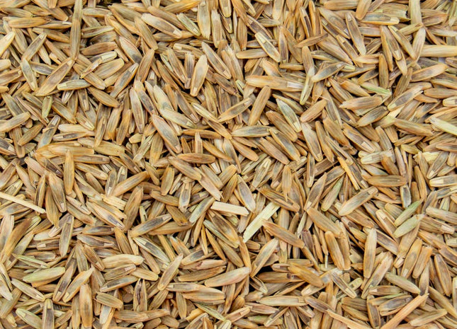 Intermediate Ryegrass (TetraMag)