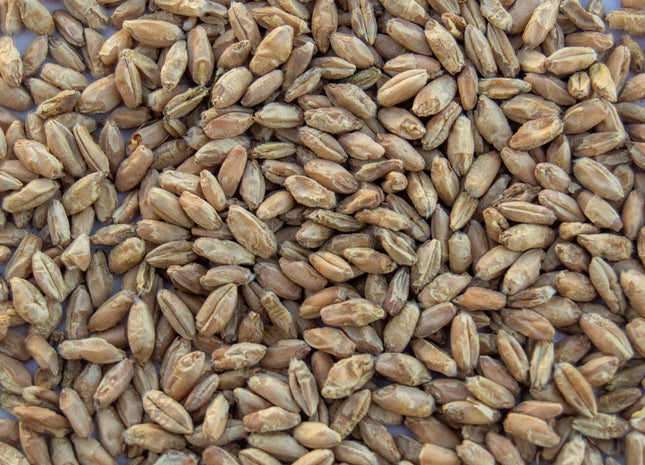 Triticale (Forage FX 1001 Triticale) - PVP