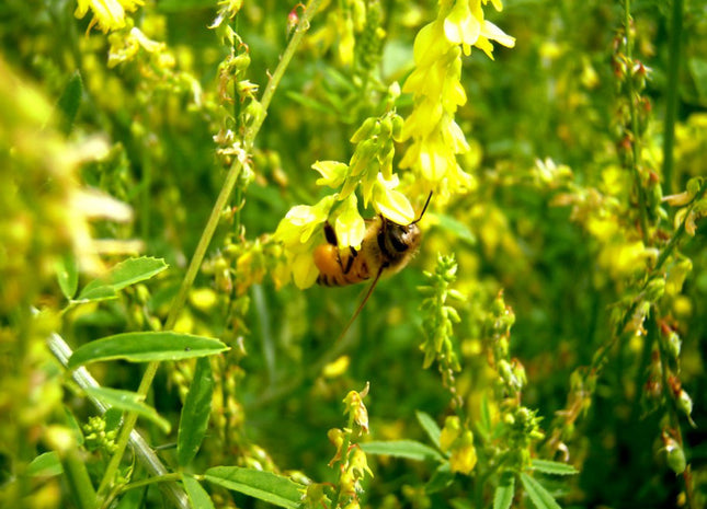Sweet Clover (Yellow Blossom) - OMRI Inoculated
