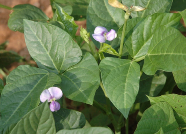 Cowpeas (Iron & Clay)